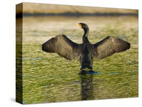 USA, Florida, Sarasota, Myakka River State Park, Double-crested Cormorant-Bernard Friel-Stretched Canvas