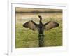 USA, Florida, Sarasota, Myakka River State Park, Double-crested Cormorant-Bernard Friel-Framed Photographic Print