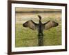 USA, Florida, Sarasota, Myakka River State Park, Double-crested Cormorant-Bernard Friel-Framed Photographic Print