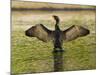 USA, Florida, Sarasota, Myakka River State Park, Double-crested Cormorant-Bernard Friel-Mounted Photographic Print