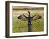 USA, Florida, Sarasota, Myakka River State Park, Double-crested Cormorant-Bernard Friel-Framed Photographic Print