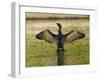 USA, Florida, Sarasota, Myakka River State Park, Double-crested Cormorant-Bernard Friel-Framed Photographic Print