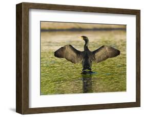 USA, Florida, Sarasota, Myakka River State Park, Double-crested Cormorant-Bernard Friel-Framed Photographic Print