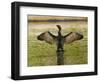 USA, Florida, Sarasota, Myakka River State Park, Double-crested Cormorant-Bernard Friel-Framed Photographic Print