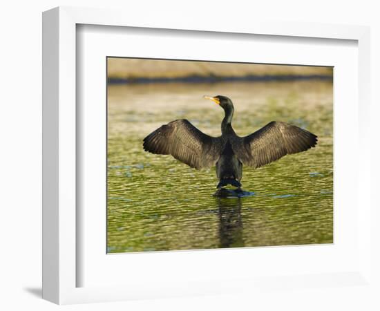 USA, Florida, Sarasota, Myakka River State Park, Double-crested Cormorant-Bernard Friel-Framed Photographic Print