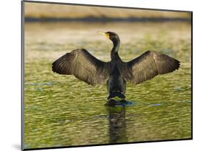 USA, Florida, Sarasota, Myakka River State Park, Double-crested Cormorant-Bernard Friel-Mounted Photographic Print