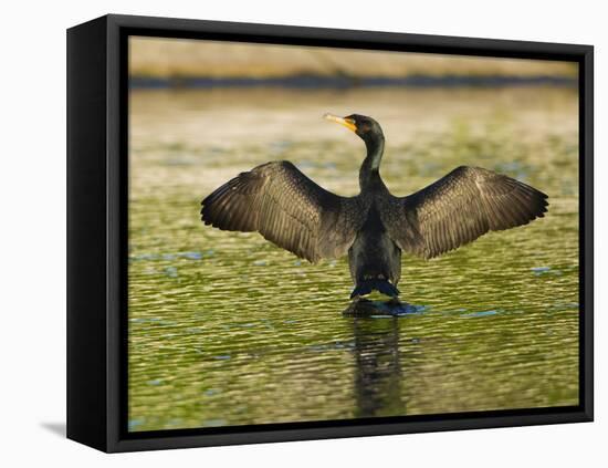 USA, Florida, Sarasota, Myakka River State Park, Double-crested Cormorant-Bernard Friel-Framed Stretched Canvas