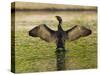 USA, Florida, Sarasota, Myakka River State Park, Double-crested Cormorant-Bernard Friel-Stretched Canvas