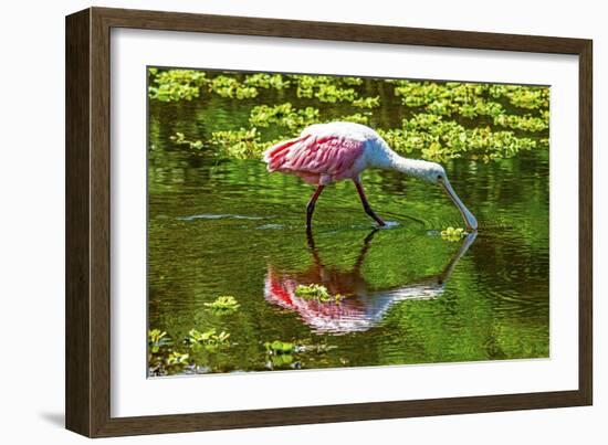 USA, Florida, Sarasota, Myakka River State Park, Feeding Roseate Spoonbill-Bernard Friel-Framed Photographic Print