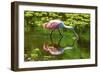 USA, Florida, Sarasota, Myakka River State Park, Feeding Roseate Spoonbill-Bernard Friel-Framed Photographic Print