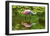 USA, Florida, Sarasota, Myakka River State Park, Feeding Roseate Spoonbill-Bernard Friel-Framed Photographic Print