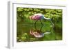 USA, Florida, Sarasota, Myakka River State Park, Feeding Roseate Spoonbill-Bernard Friel-Framed Photographic Print