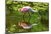 USA, Florida, Sarasota, Myakka River State Park, Feeding Roseate Spoonbill-Bernard Friel-Mounted Photographic Print