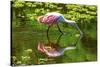 USA, Florida, Sarasota, Myakka River State Park, Feeding Roseate Spoonbill-Bernard Friel-Stretched Canvas