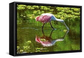 USA, Florida, Sarasota, Myakka River State Park, Feeding Roseate Spoonbill-Bernard Friel-Framed Stretched Canvas