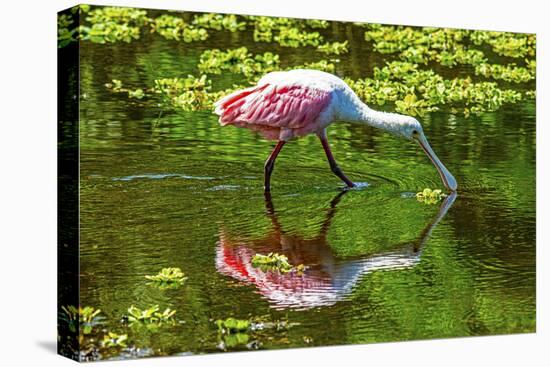 USA, Florida, Sarasota, Myakka River State Park, Feeding Roseate Spoonbill-Bernard Friel-Stretched Canvas