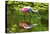 USA, Florida, Sarasota, Myakka River State Park, Feeding Roseate Spoonbill-Bernard Friel-Stretched Canvas