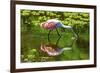 USA, Florida, Sarasota, Myakka River State Park, Feeding Roseate Spoonbill-Bernard Friel-Framed Photographic Print