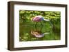 USA, Florida, Sarasota, Myakka River State Park, Feeding Roseate Spoonbill-Bernard Friel-Framed Photographic Print