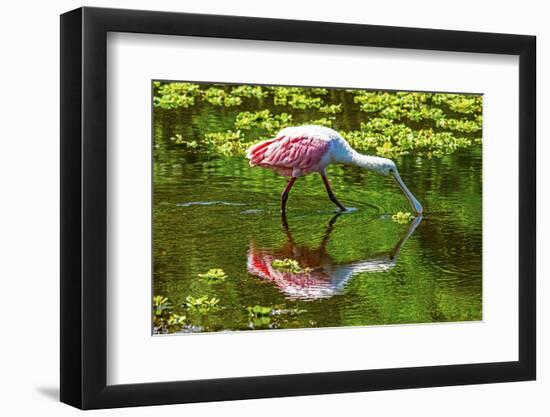 USA, Florida, Sarasota, Myakka River State Park, Feeding Roseate Spoonbill-Bernard Friel-Framed Photographic Print