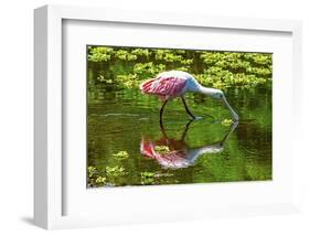 USA, Florida, Sarasota, Myakka River State Park, Feeding Roseate Spoonbill-Bernard Friel-Framed Photographic Print