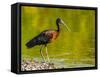 USA, Florida, Sarasota, Myakka River State Park, Glossy Ibis-Bernard Friel-Framed Stretched Canvas