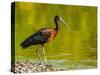 USA, Florida, Sarasota, Myakka River State Park, Glossy Ibis-Bernard Friel-Stretched Canvas
