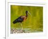 USA, Florida, Sarasota, Myakka River State Park, Glossy Ibis-Bernard Friel-Framed Photographic Print