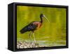 USA, Florida, Sarasota, Myakka River State Park, Glossy Ibis-Bernard Friel-Framed Stretched Canvas