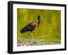 USA, Florida, Sarasota, Myakka River State Park, Glossy Ibis-Bernard Friel-Framed Photographic Print