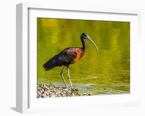 USA, Florida, Sarasota, Myakka River State Park, Glossy Ibis-Bernard Friel-Framed Photographic Print