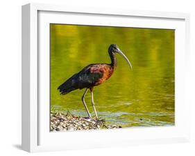 USA, Florida, Sarasota, Myakka River State Park, Glossy Ibis-Bernard Friel-Framed Photographic Print