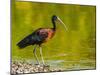 USA, Florida, Sarasota, Myakka River State Park, Glossy Ibis-Bernard Friel-Mounted Photographic Print