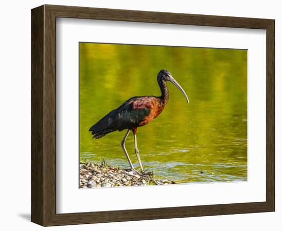 USA, Florida, Sarasota, Myakka River State Park, Glossy Ibis-Bernard Friel-Framed Photographic Print