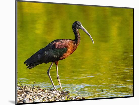 USA, Florida, Sarasota, Myakka River State Park, Glossy Ibis-Bernard Friel-Mounted Photographic Print