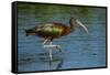 USA, Florida, Sarasota, Myakka River State Park, Glossy Ibis-Bernard Friel-Framed Stretched Canvas