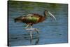 USA, Florida, Sarasota, Myakka River State Park, Glossy Ibis-Bernard Friel-Stretched Canvas