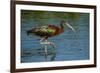 USA, Florida, Sarasota, Myakka River State Park, Glossy Ibis-Bernard Friel-Framed Photographic Print