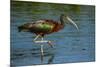 USA, Florida, Sarasota, Myakka River State Park, Glossy Ibis-Bernard Friel-Mounted Photographic Print