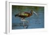 USA, Florida, Sarasota, Myakka River State Park, Glossy Ibis-Bernard Friel-Framed Photographic Print