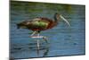 USA, Florida, Sarasota, Myakka River State Park, Glossy Ibis-Bernard Friel-Mounted Photographic Print