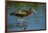 USA, Florida, Sarasota, Myakka River State Park, Glossy Ibis-Bernard Friel-Framed Photographic Print