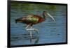 USA, Florida, Sarasota, Myakka River State Park, Glossy Ibis-Bernard Friel-Framed Photographic Print