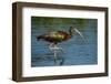 USA, Florida, Sarasota, Myakka River State Park, Glossy Ibis-Bernard Friel-Framed Photographic Print