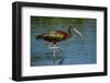 USA, Florida, Sarasota, Myakka River State Park, Glossy Ibis-Bernard Friel-Framed Photographic Print