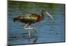 USA, Florida, Sarasota, Myakka River State Park, Glossy Ibis-Bernard Friel-Mounted Photographic Print