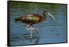 USA, Florida, Sarasota, Myakka River State Park, Glossy Ibis-Bernard Friel-Framed Stretched Canvas