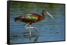 USA, Florida, Sarasota, Myakka River State Park, Glossy Ibis-Bernard Friel-Framed Stretched Canvas