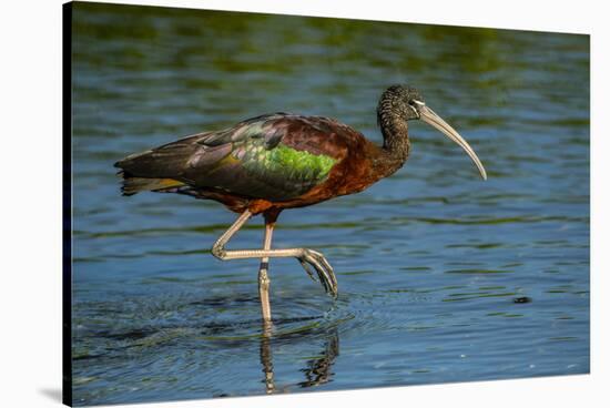 USA, Florida, Sarasota, Myakka River State Park, Glossy Ibis-Bernard Friel-Stretched Canvas