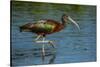 USA, Florida, Sarasota, Myakka River State Park, Glossy Ibis-Bernard Friel-Stretched Canvas